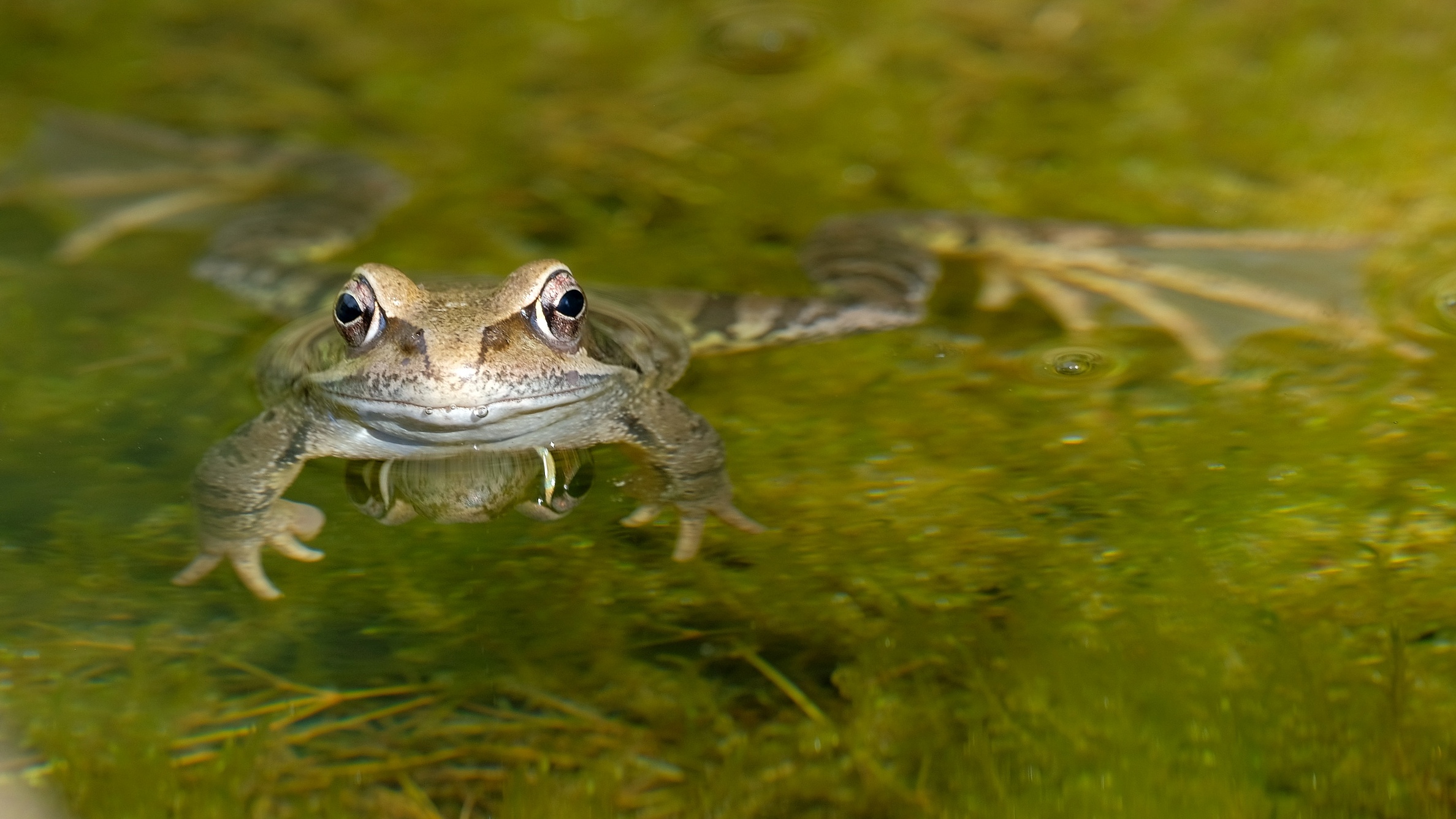 Grasfrosch