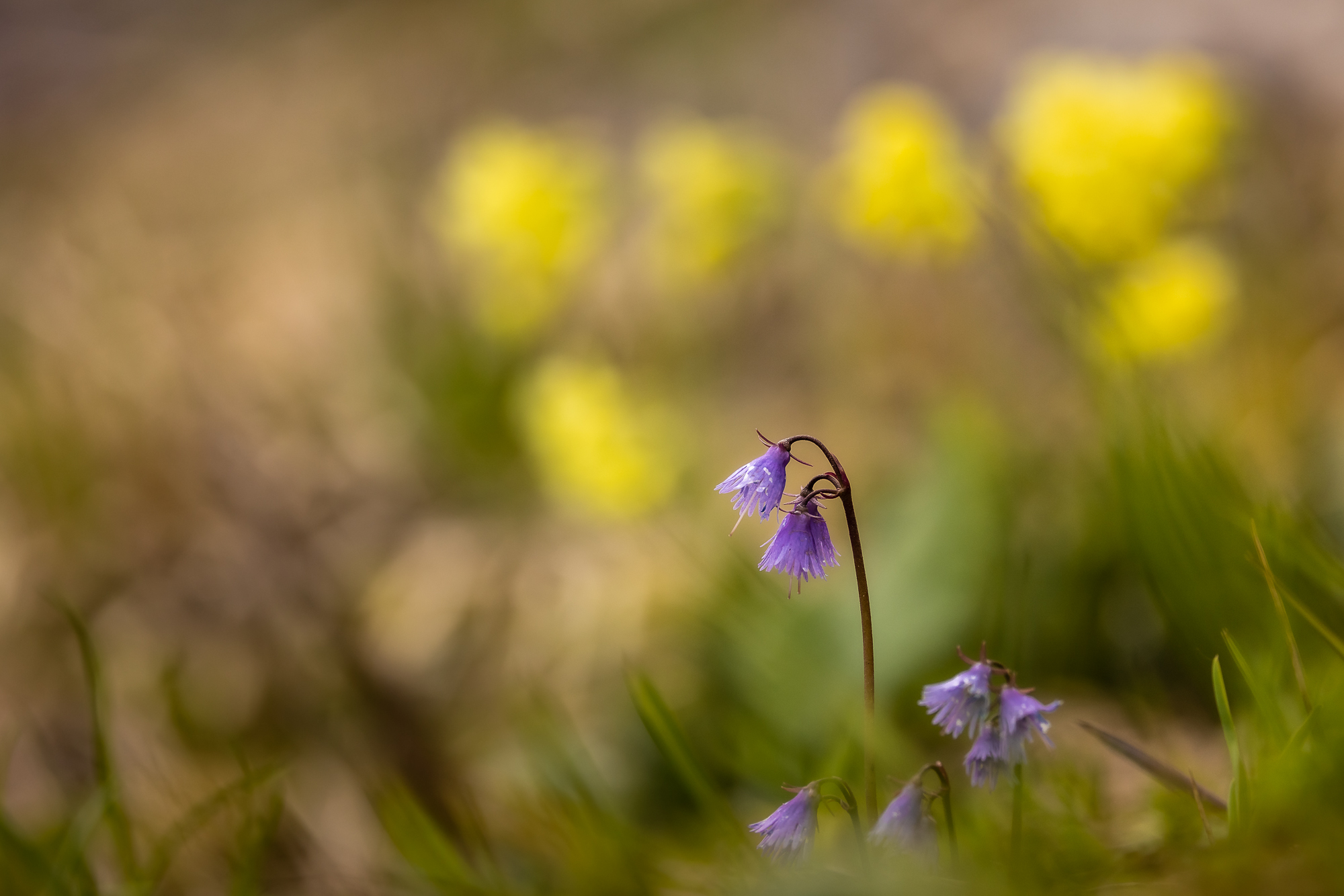 Soldanella, Schlüsselblumen und CO