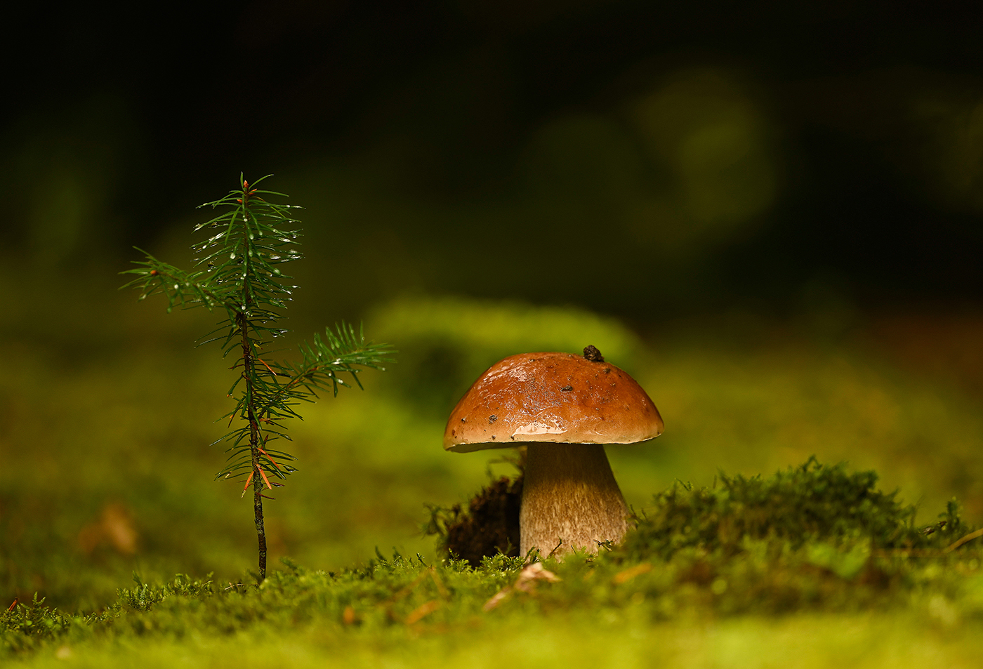 eine feine Gesellschaft