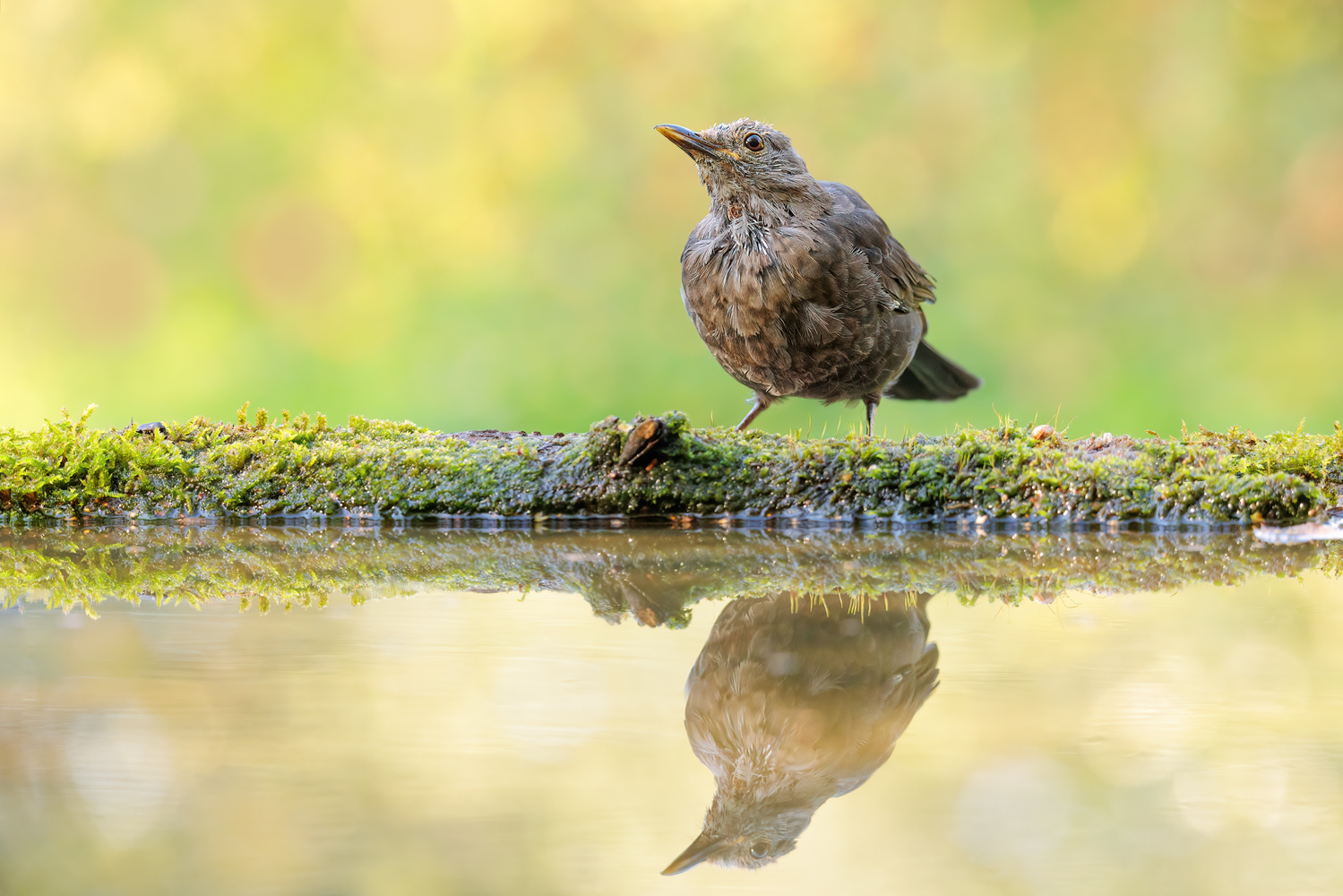 Junge Amsel ..