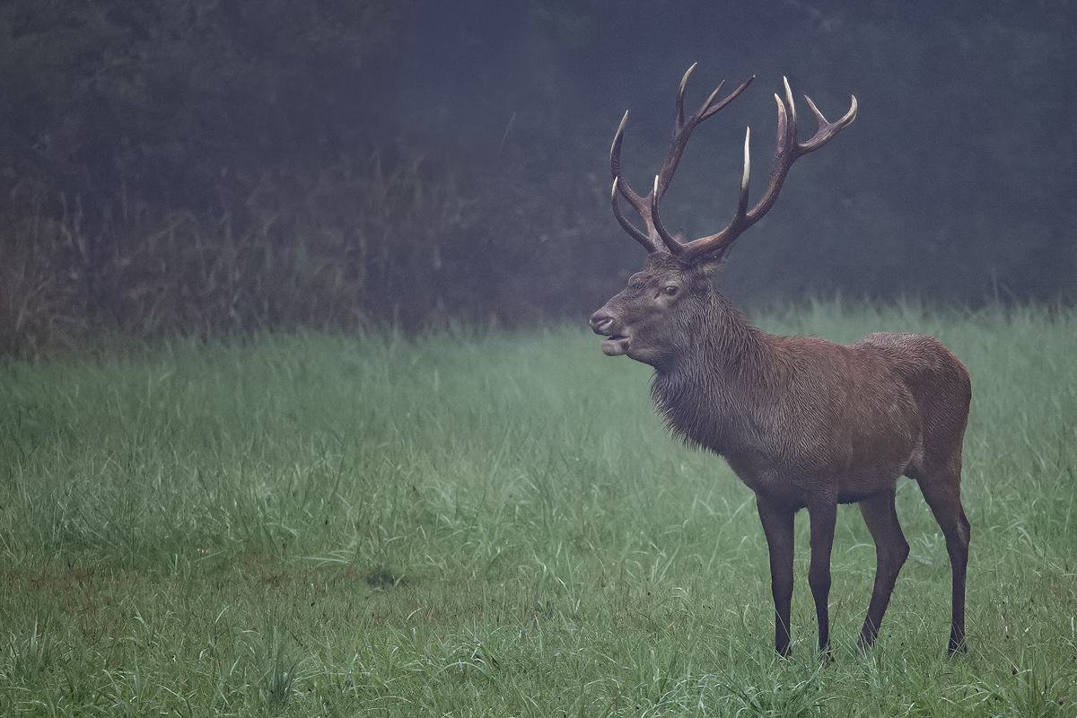 Nebel im Revier