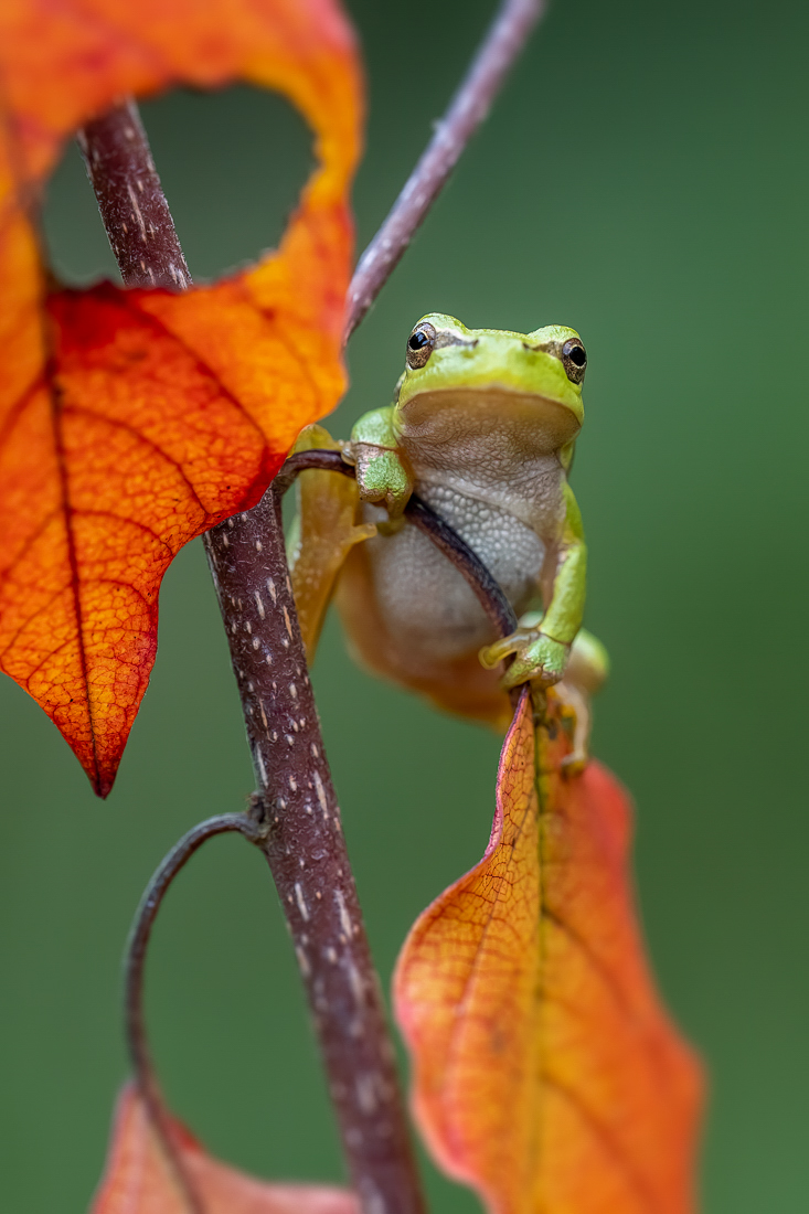 Herbst-Laubi