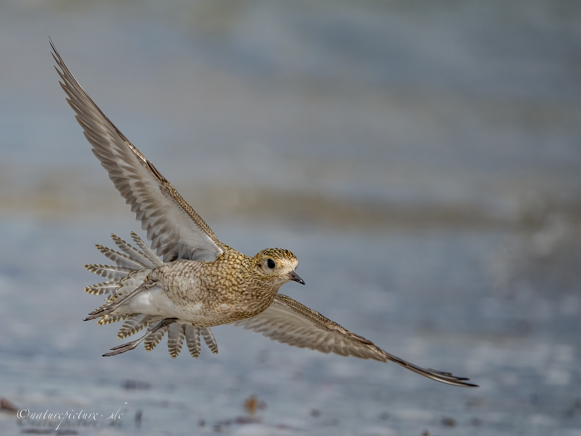 Goldie im Anflug