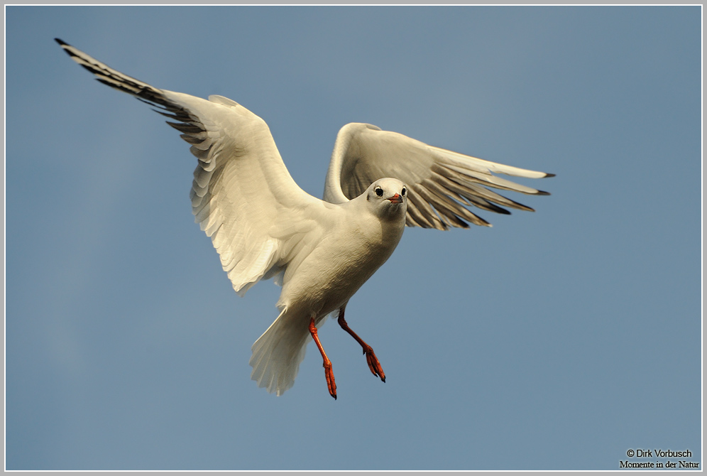 Lachmöwe (Larus ridibundus)