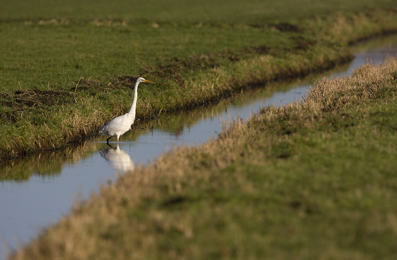 Silberreiher auf der Jagd