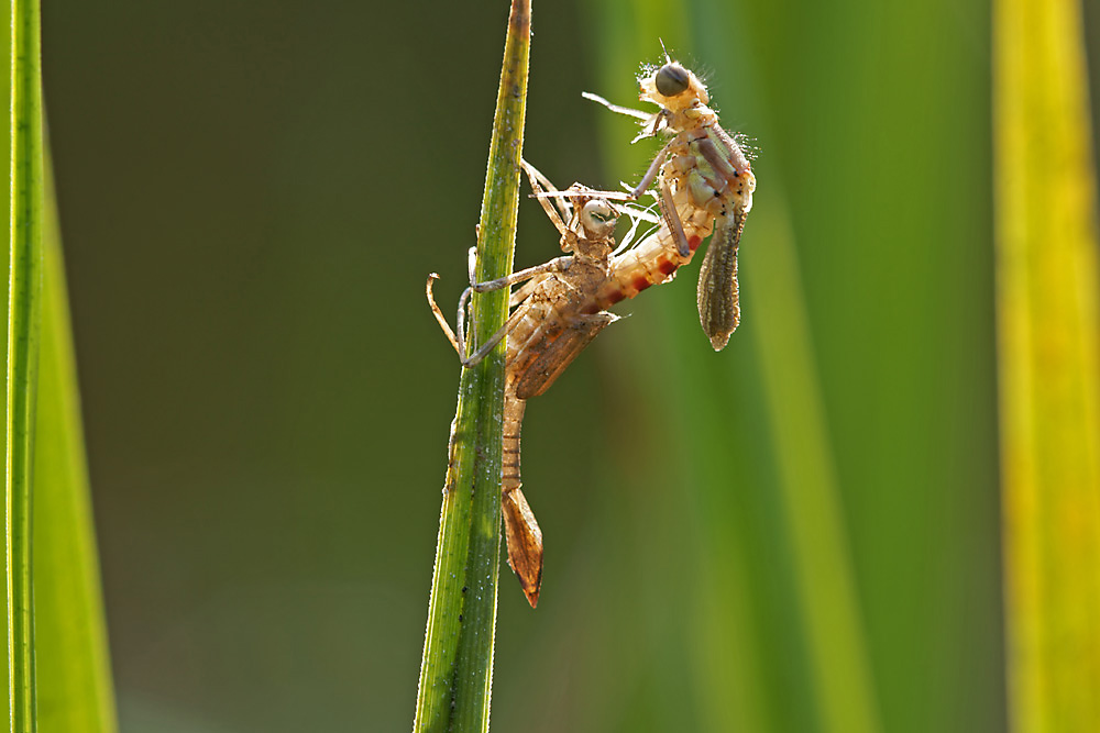 Frühe Adonislibelle beim Schlupf
