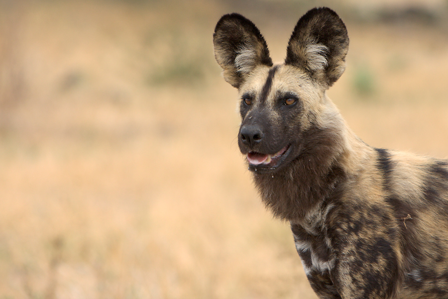 Afrikanischer Wildhund