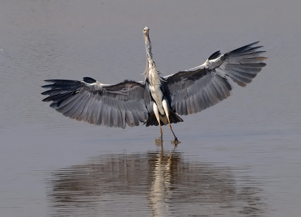 Graureiher ((Ardea Cinerea) imposant!