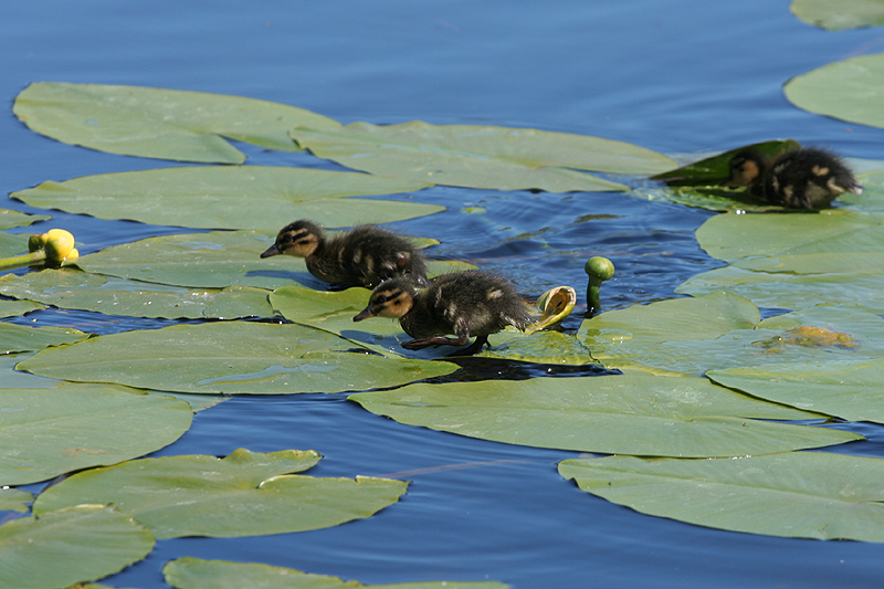 Entenkücken spielen auf einem Teich