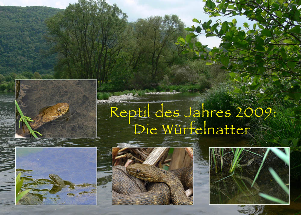 Reptil des Jahres 2009: Die Würfelnatter