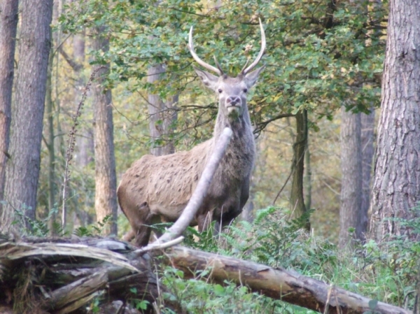 Schwacher 6er Hirsch