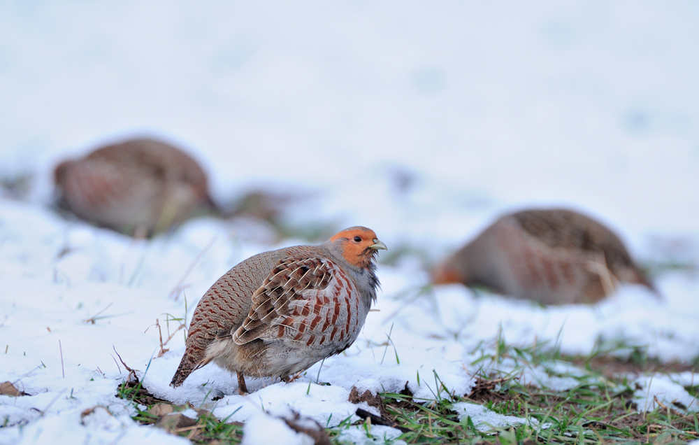 Rebhühner im Schnee