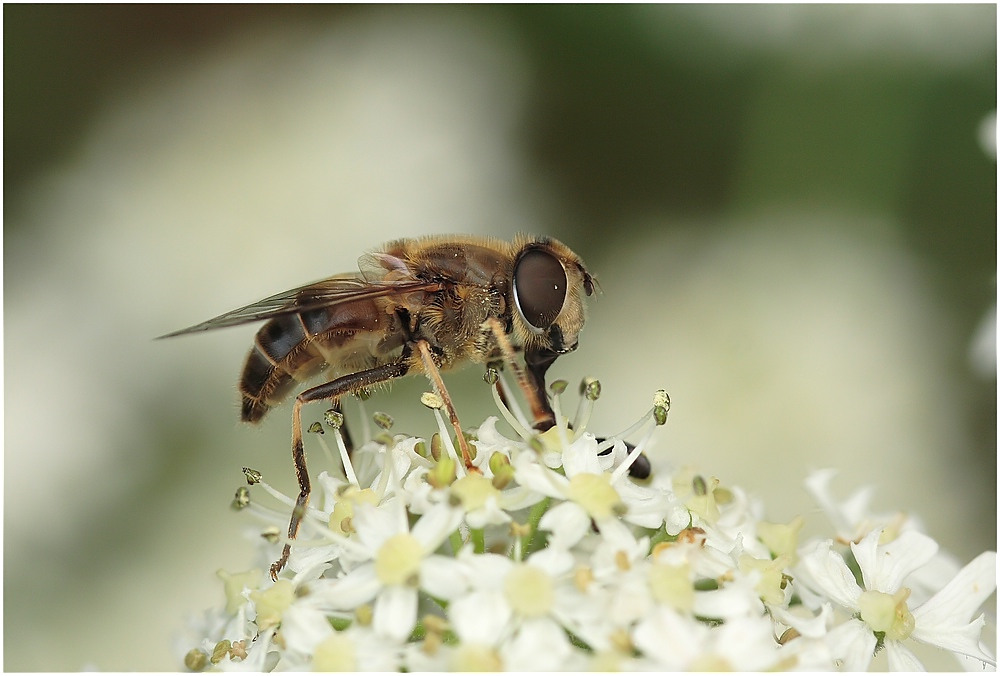 Schwebfliege