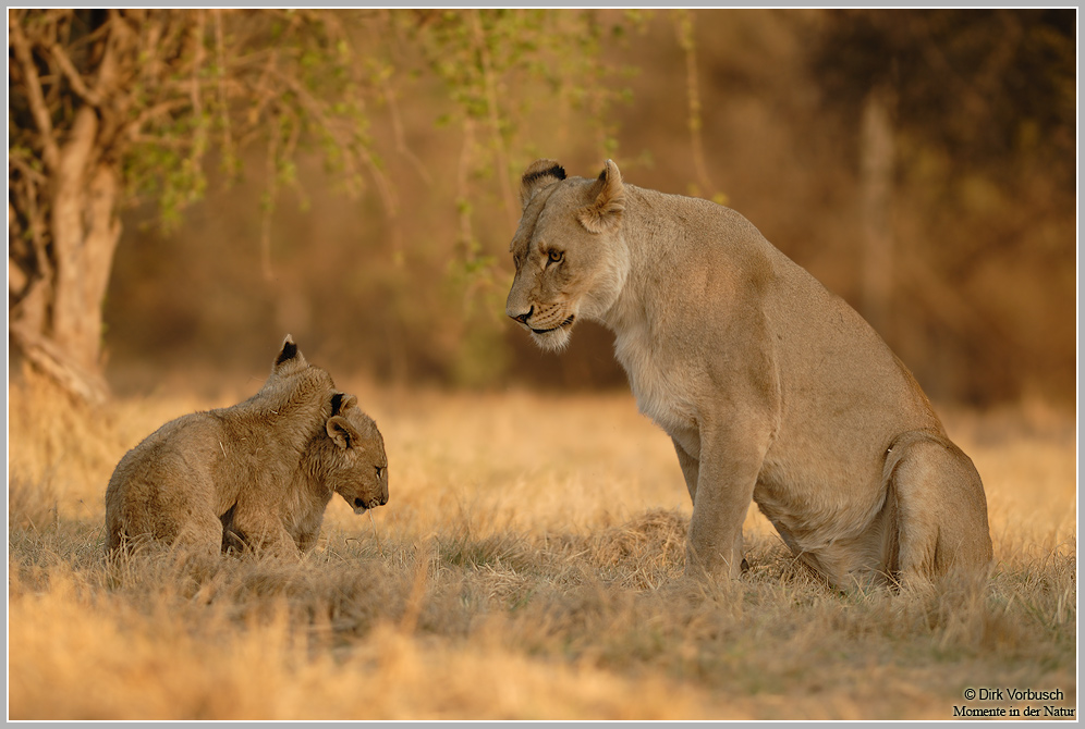 Katzenschule - Löwe (Panthera leo)