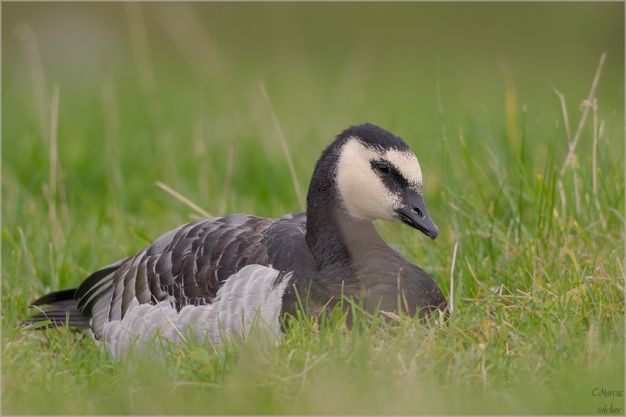 Branta leucopsis