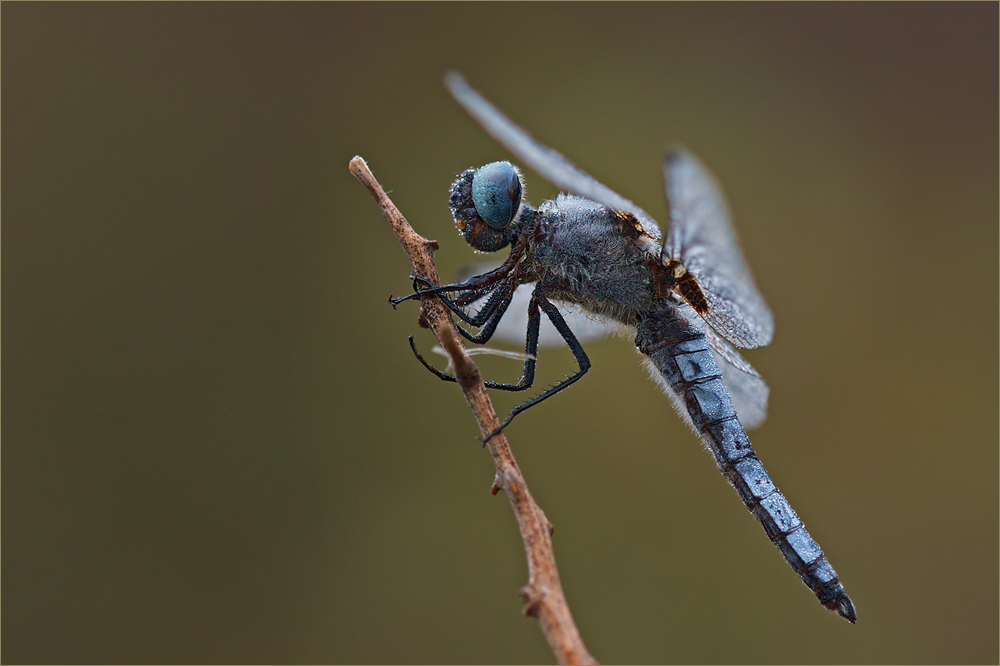 Spitzenfleck (Libellula fulva)