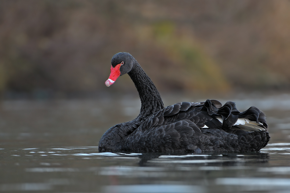 ..(nur ?) ein Trauerschwan