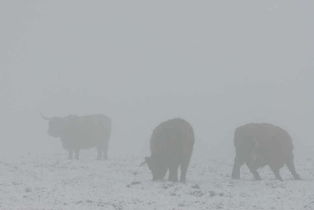 Im Nebel...