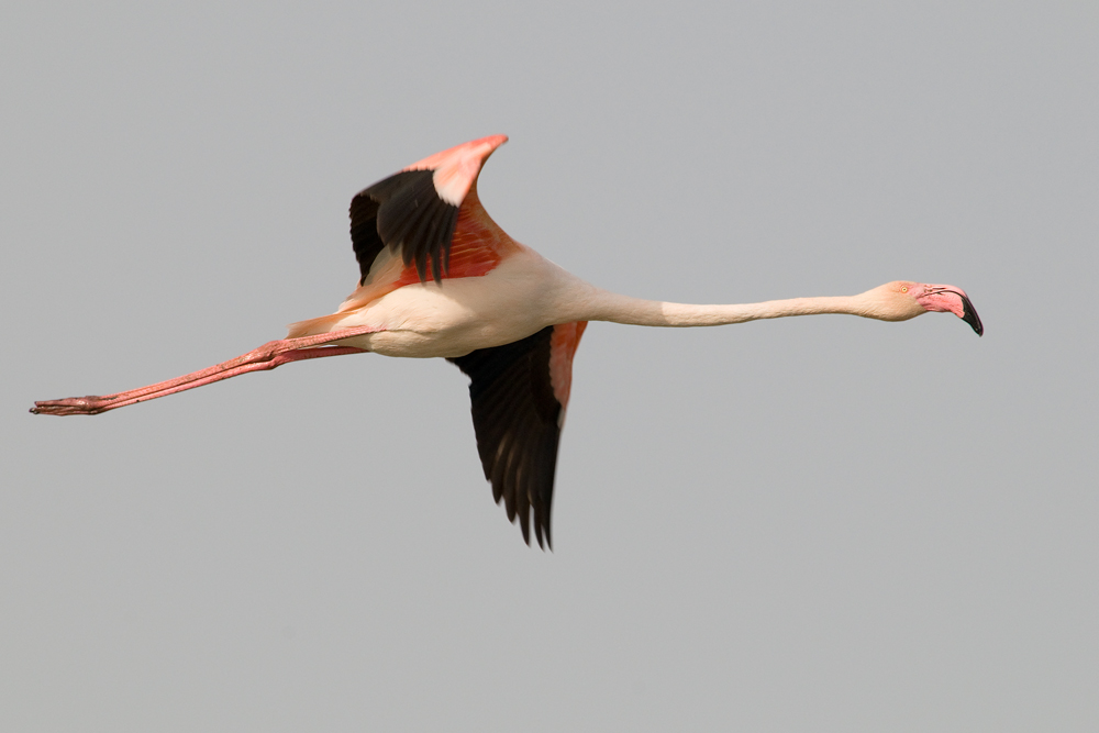 Un flamant de la Camargue...