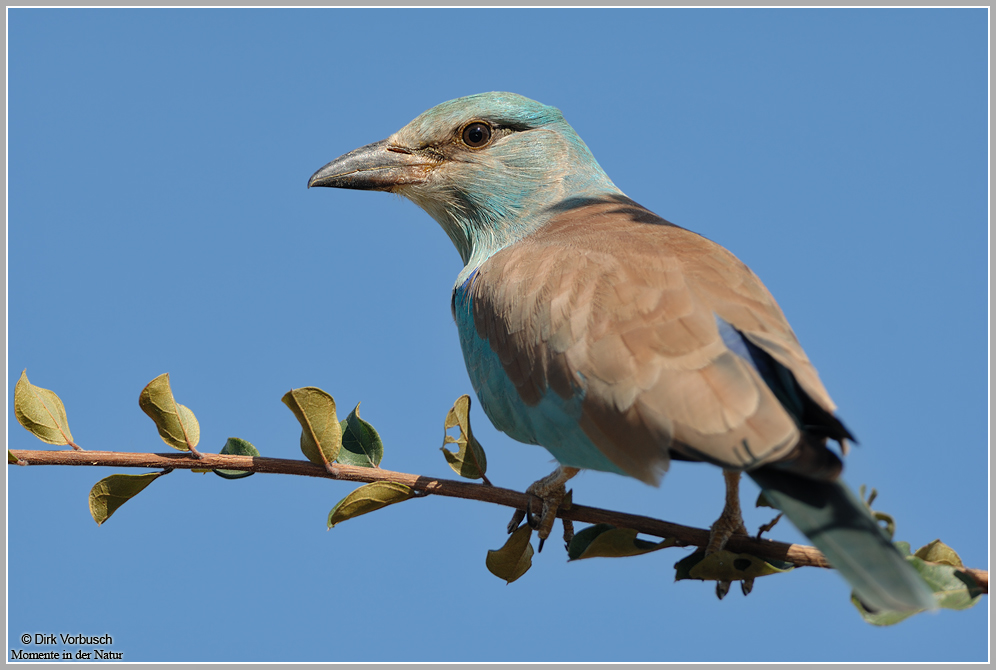 Blauracke (Coracias garrulus)
