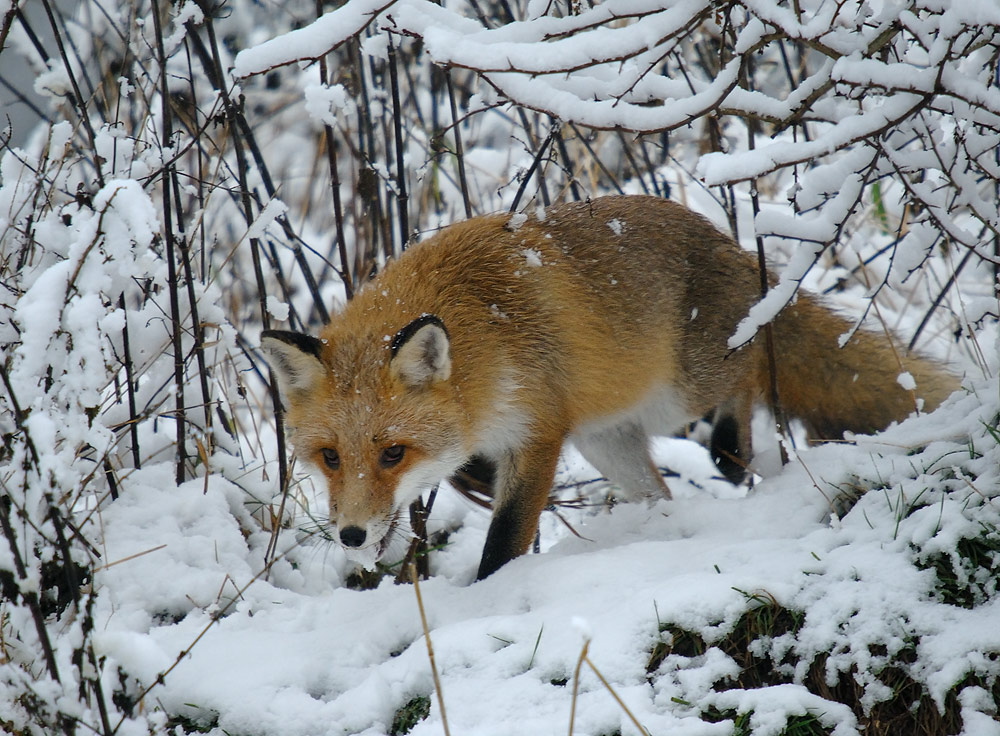 Im Neuschnee