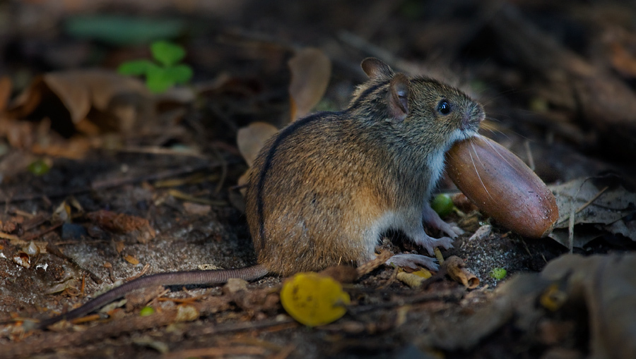 Brandmaus (Apodemus agrarius)