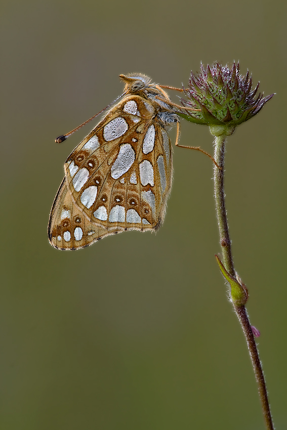 "Zum Himmel hoch..."