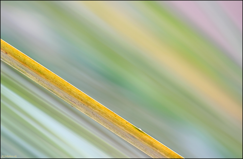 Gelbdiagonal
