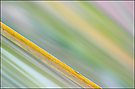 Gelbdiagonal