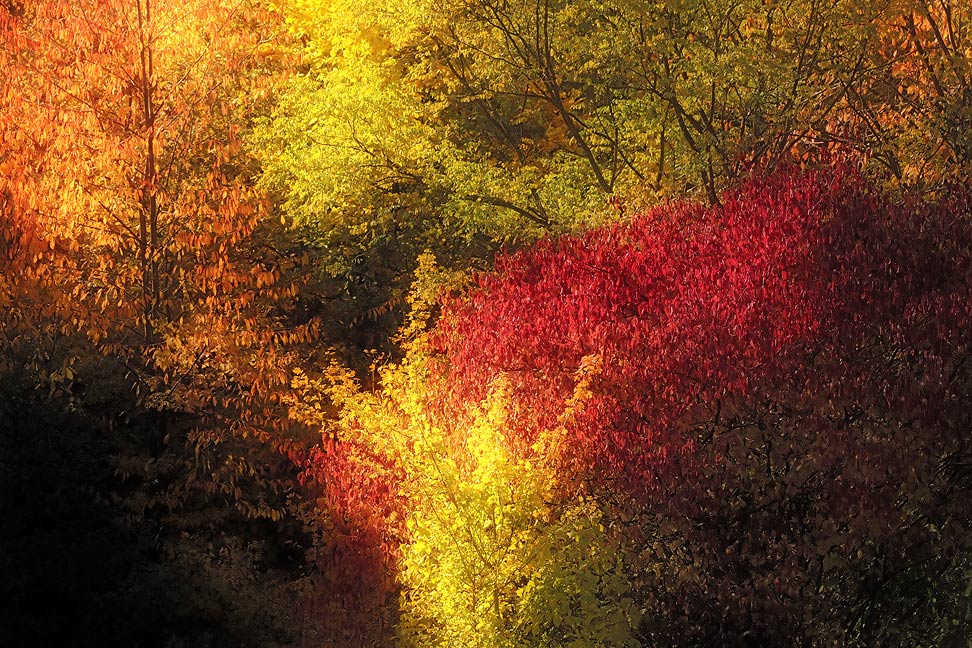 Herbstfarben - verfremdet
