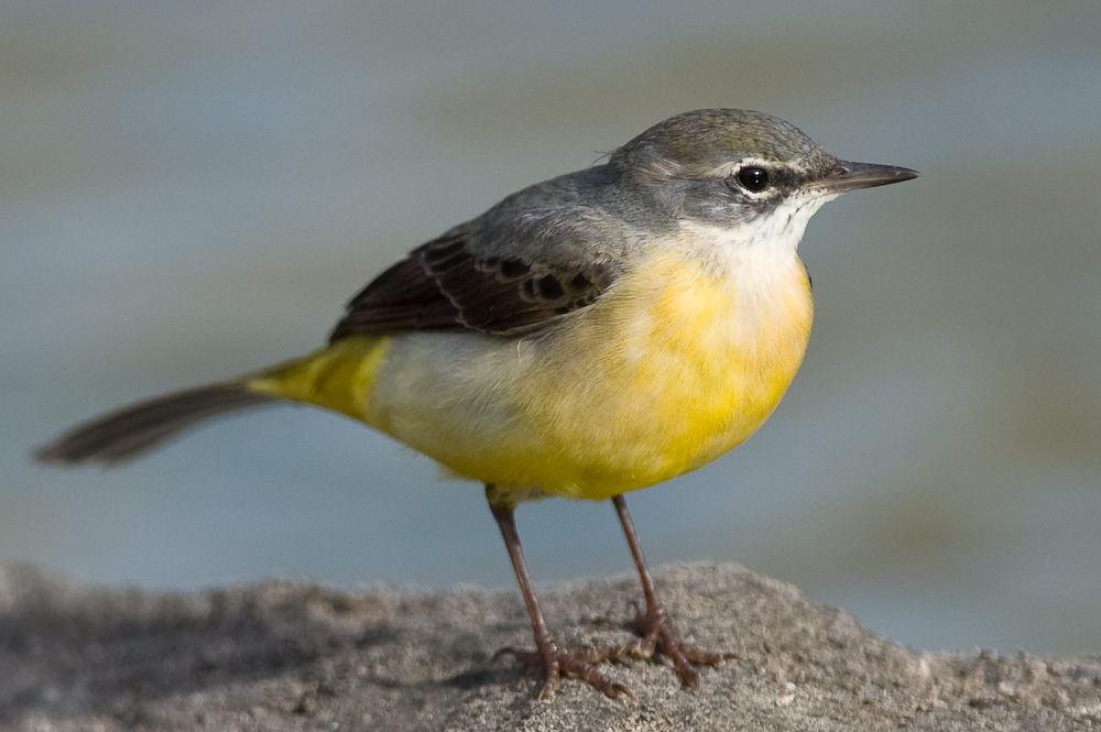 Kanarische Gebirgsbachstelze