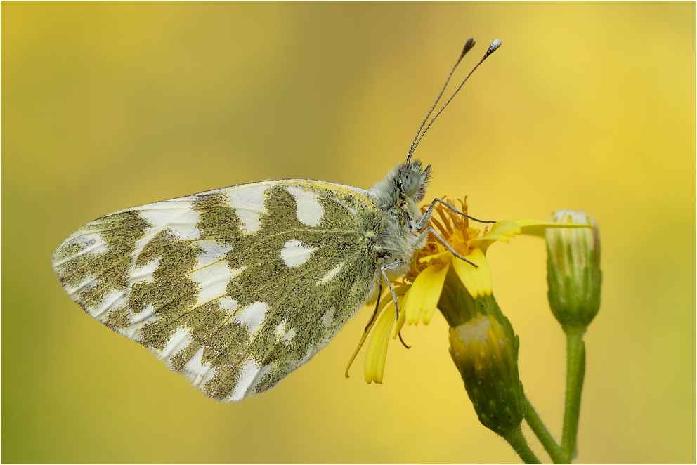 Pontia edusa