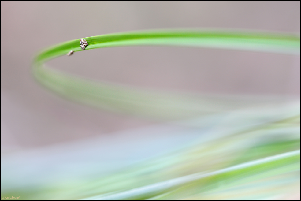 Looping der Natur