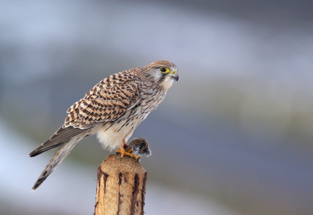 Turmfalke mit Beute