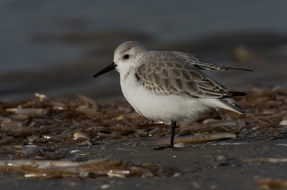 Sanderling