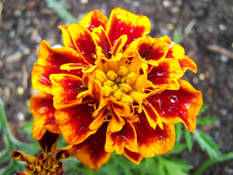 Ringelblumenbluete im Regen
