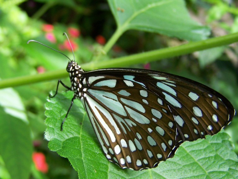 Schmetterling