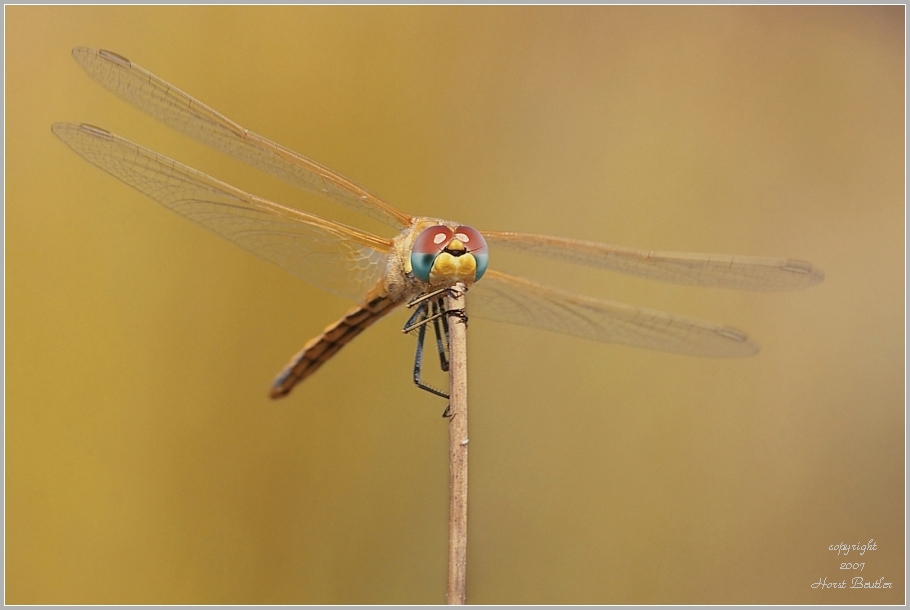 Frühe Heidelibelle – Sympetrum fonscolombii