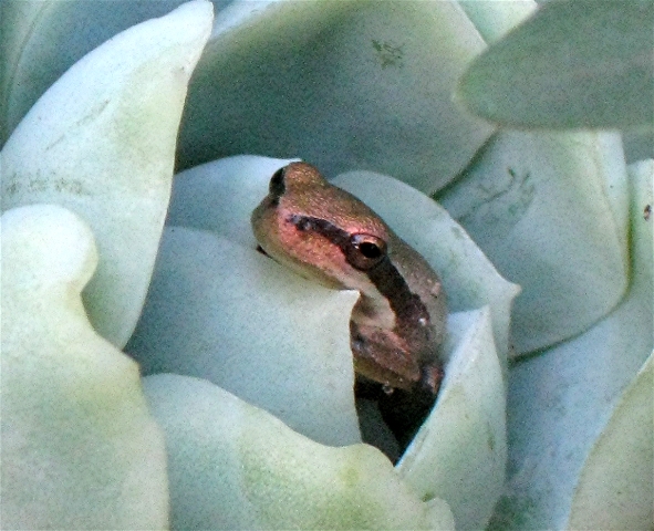sehr junger, neugieriger Laubfrosch