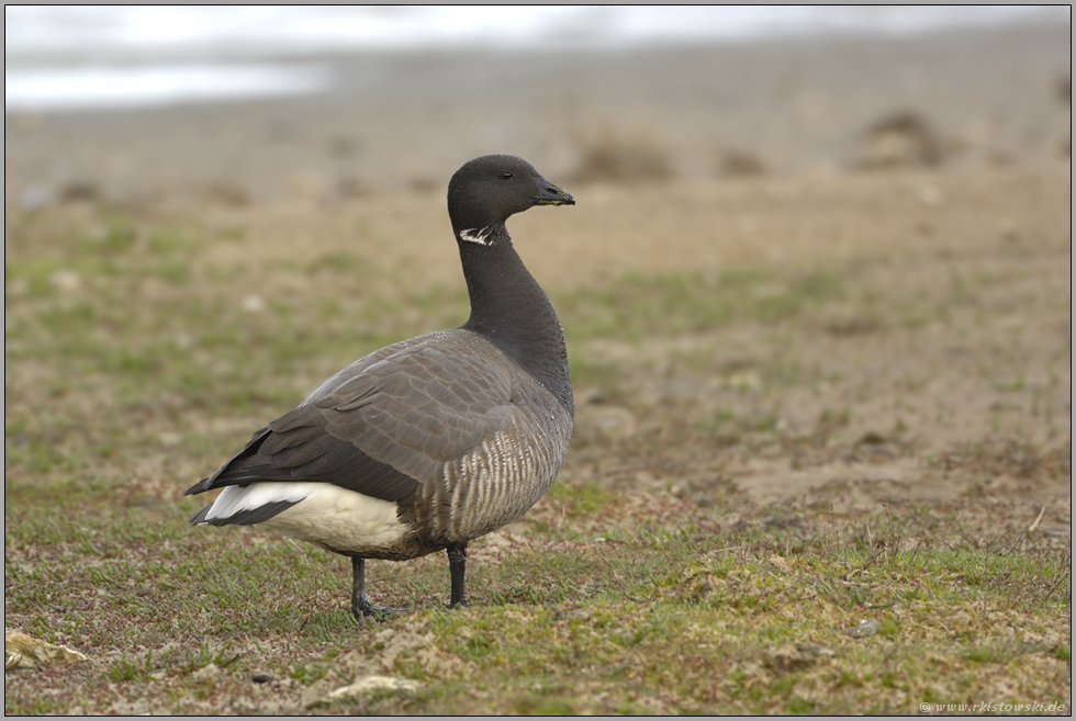 im Wattenmeer... Ringelgans *Branta bernicla*