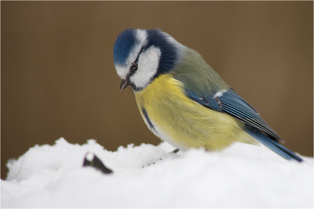 Blaumeise (Cyanistes caeruleus)