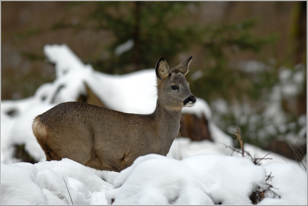 Bockkitz im Winterwald