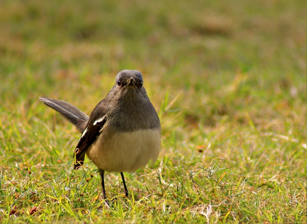 Bin ich nun eine Amsel ?