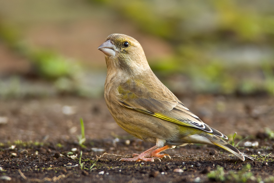 Grünling (Carduelis chloris)