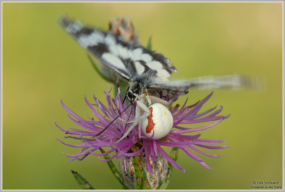 Todeskuss, Veränderliche Krabbenspinne (Misumena vatia) und Schachbrettfalter (Melanargia galathea)