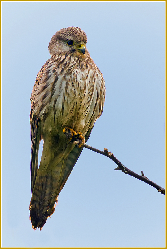 Endlich ein Falke.....