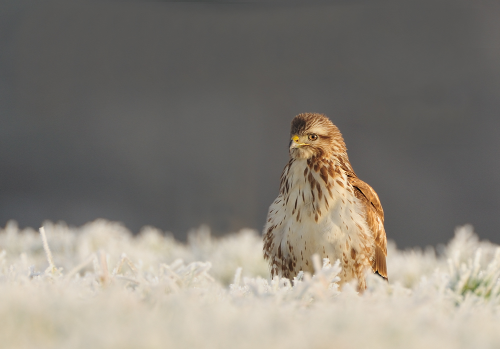 Bussard bodennah!