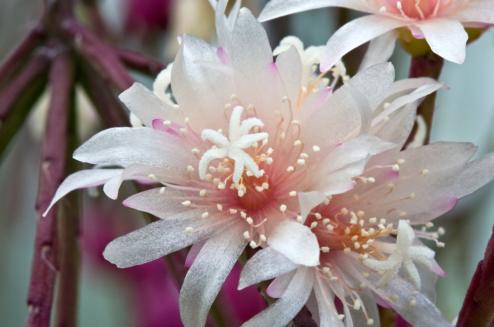 Kaktusblüte