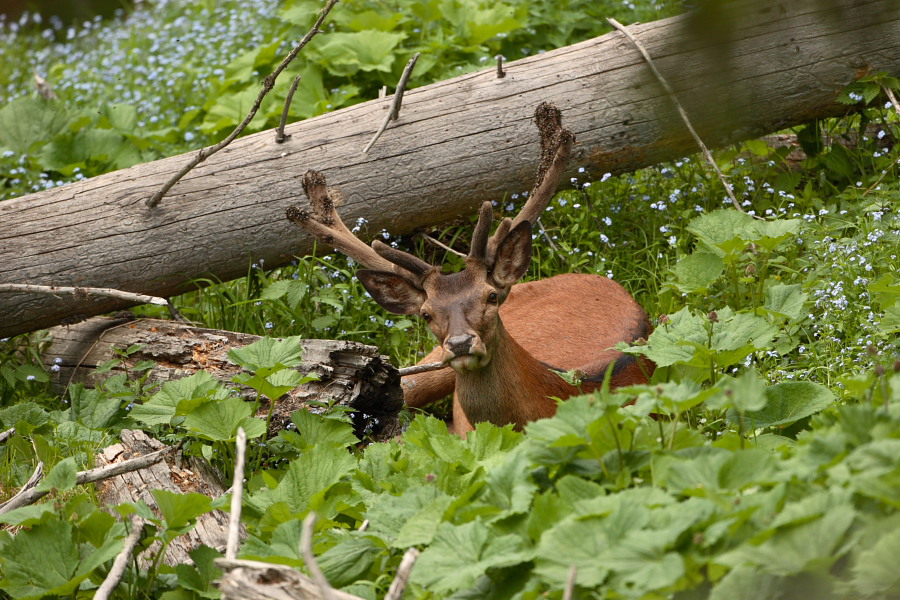 Hirsch im Bast