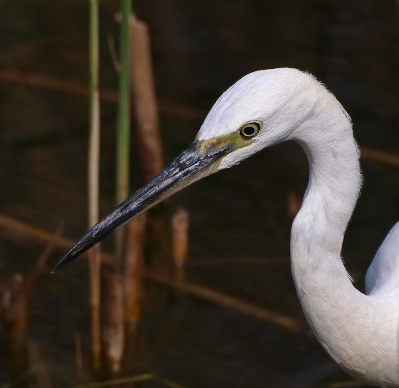 Seidenreiherporträt (Egretta garzetta)